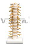 Thoracic Spinal Column